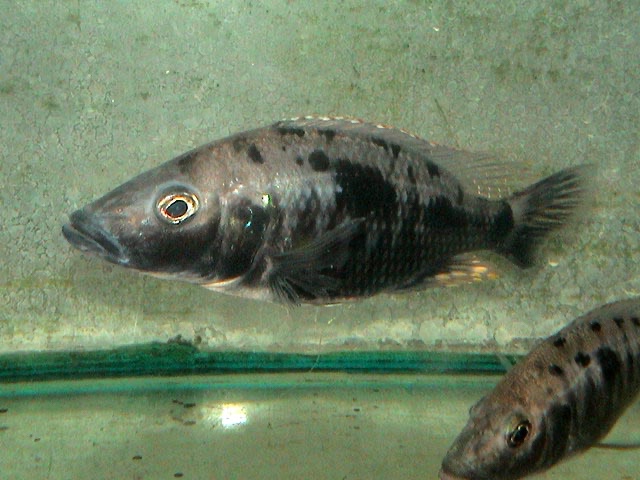 Stigmatochromis melanchros 'Mazinzi Reef'